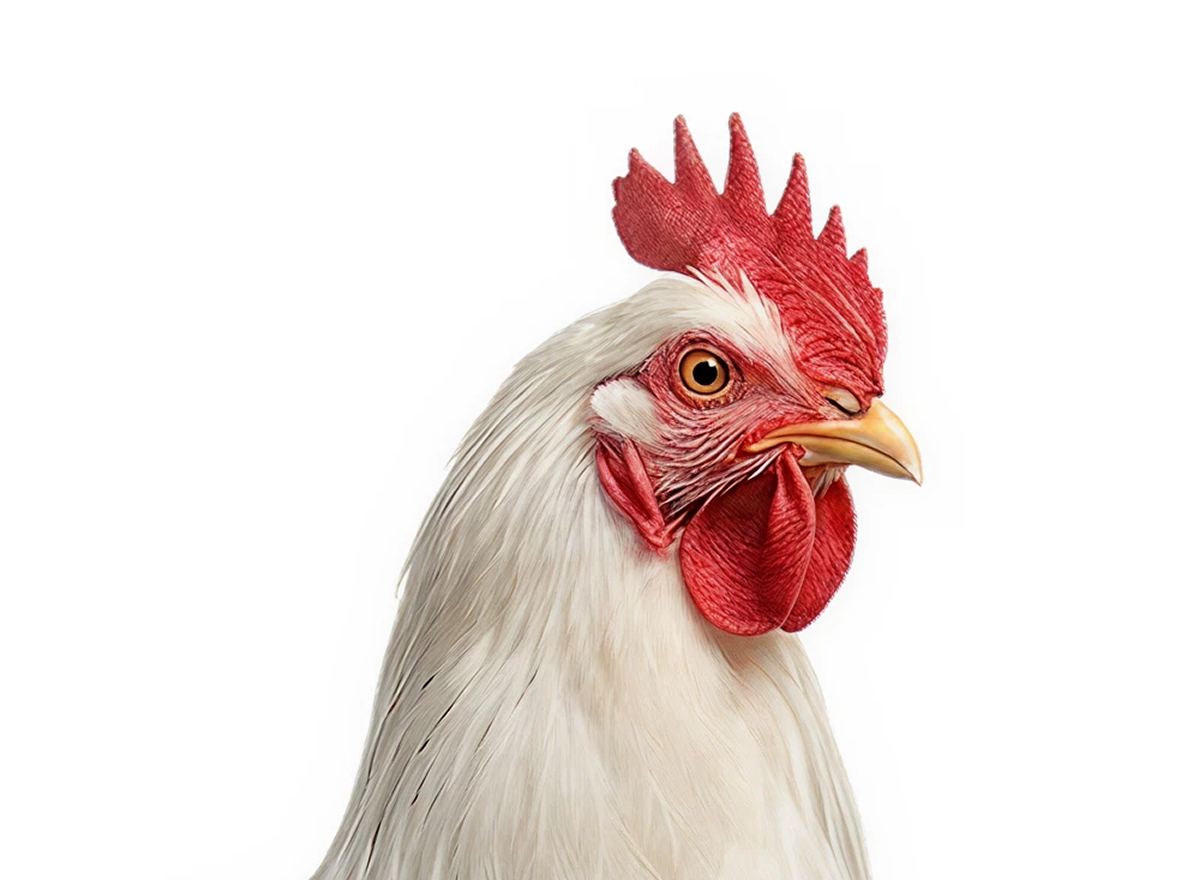 Chicken
