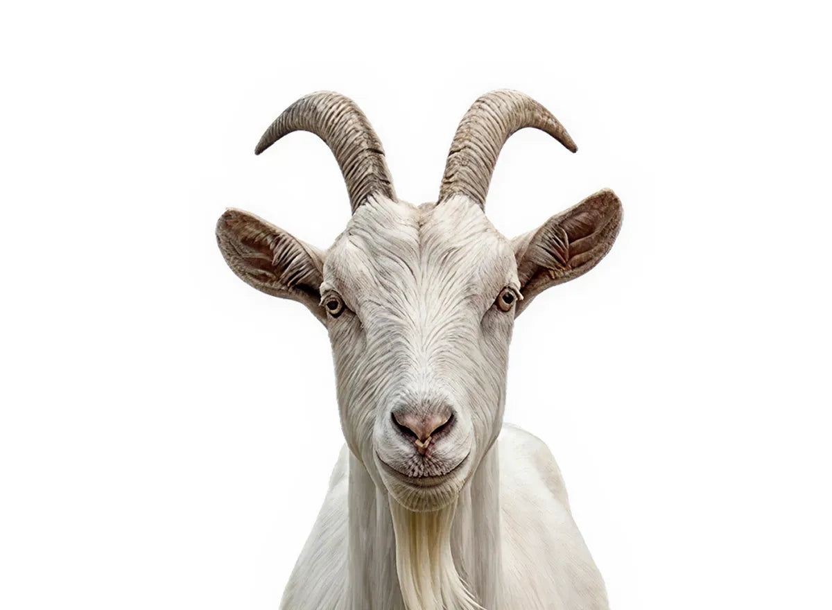 Goat